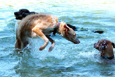 Hundebetreuung Friedrichshain 1